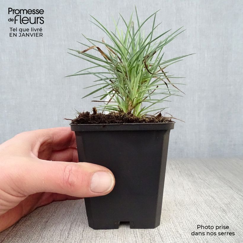 Dianthus plumarius David 8/9 cm pot sample as delivered in winter