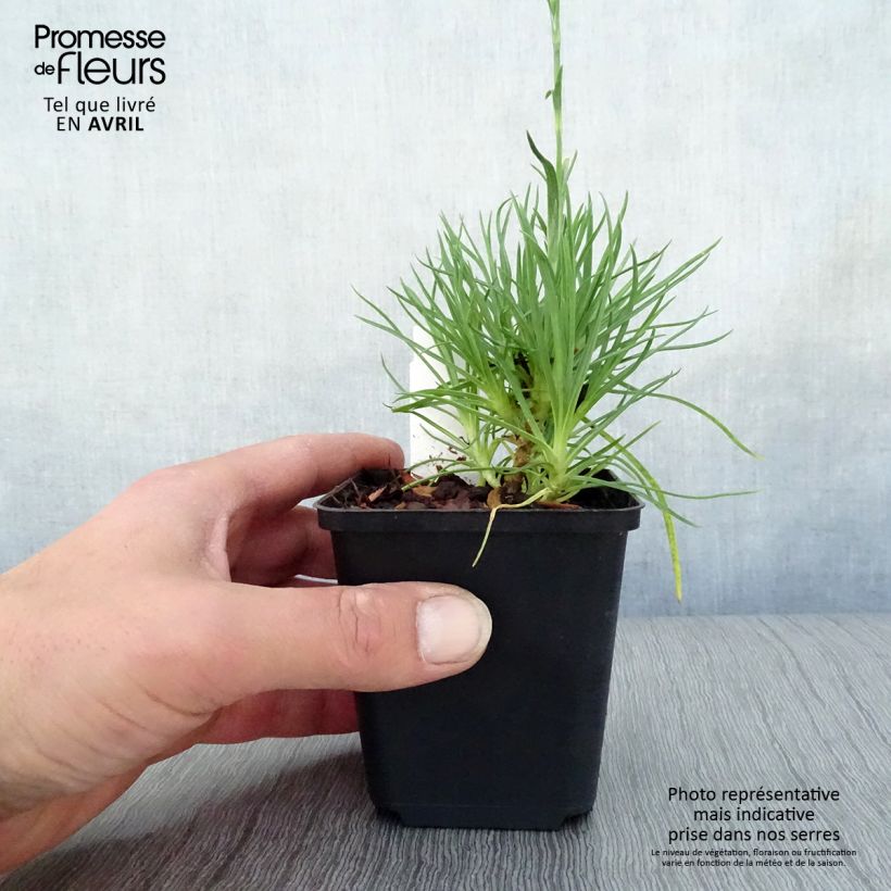 Dianthus plumarius Desmond 8/9 cm pot sample as delivered in spring