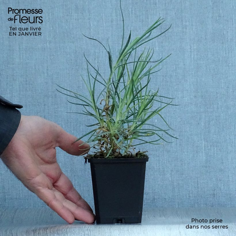 Dianthus plumarius Devon Cream 8/9 cm pot sample as delivered in winter