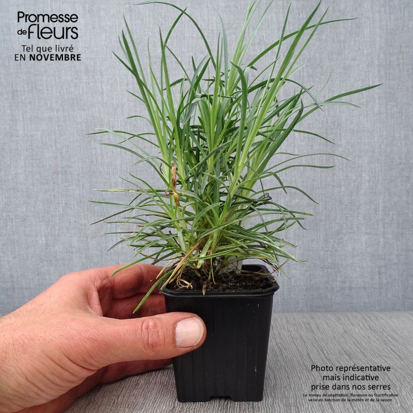 Dianthus plumarius Doris 8/9 cm pot sample as delivered in autumn