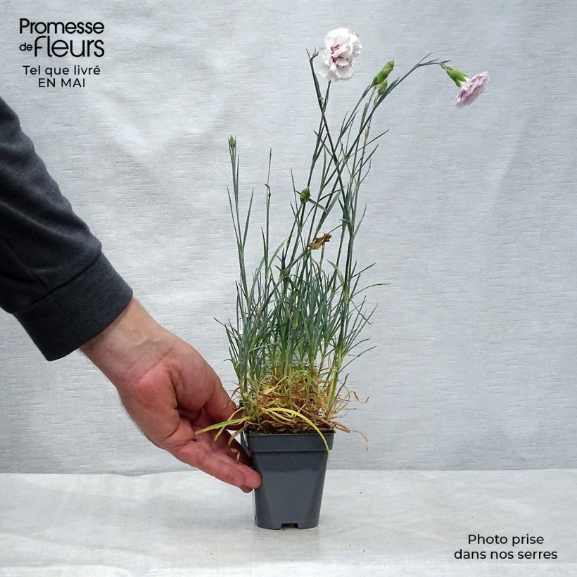 Dianthus plumarius Grans Favourite 8/9 cm pot sample as delivered in spring