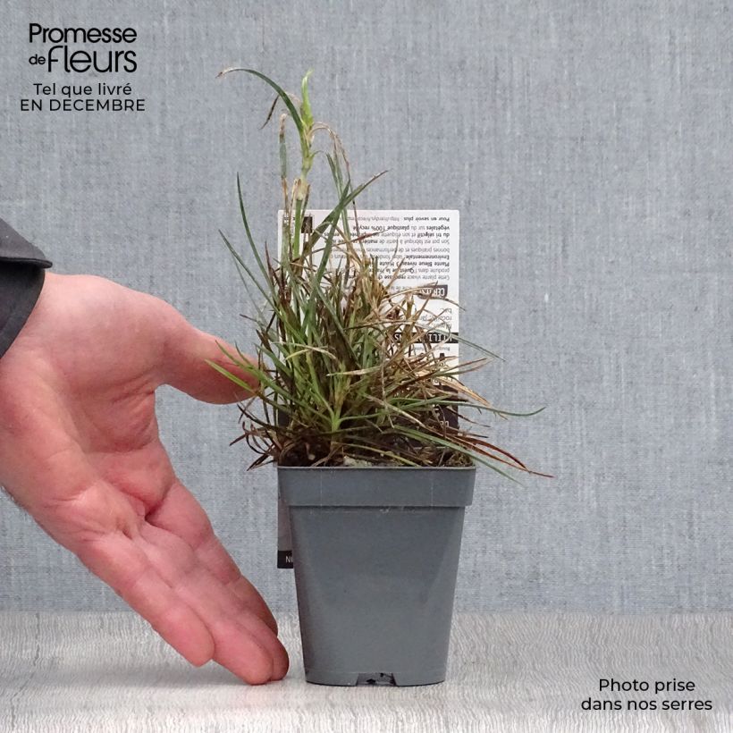 Dianthus plumarius Grans Favourite 8/9 cm pot sample as delivered in winter