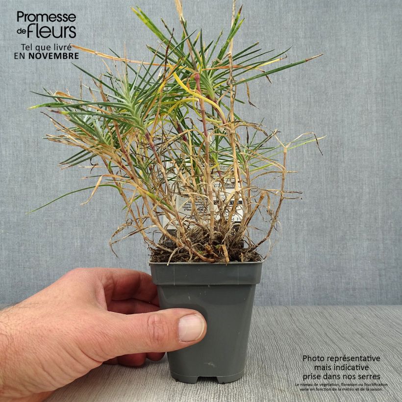 Dianthus plumarius Grans Favourite 8/9 cm pot sample as delivered in autumn