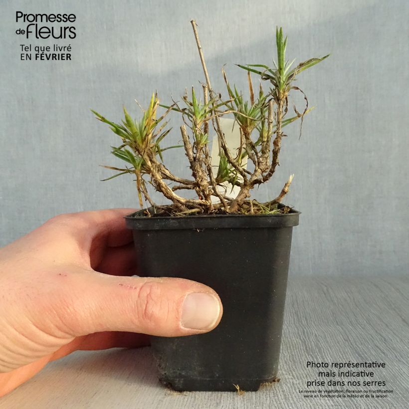 Dianthus plumarius Heidi 8/9 cm pot sample as delivered in winter