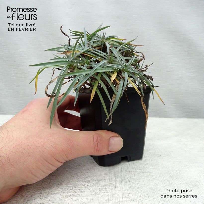 Dianthus plumarius Ine 8/9 cm pot sample as delivered in winter