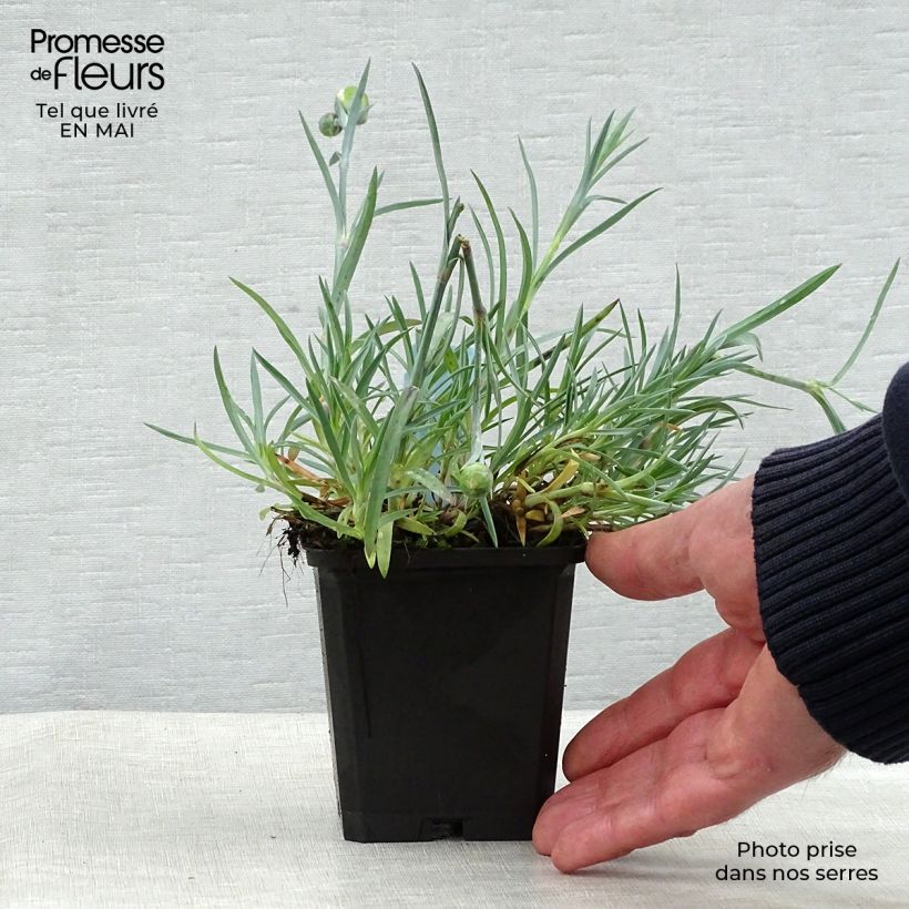 Dianthus plumarius Ine 8/9 cm pot sample as delivered in spring