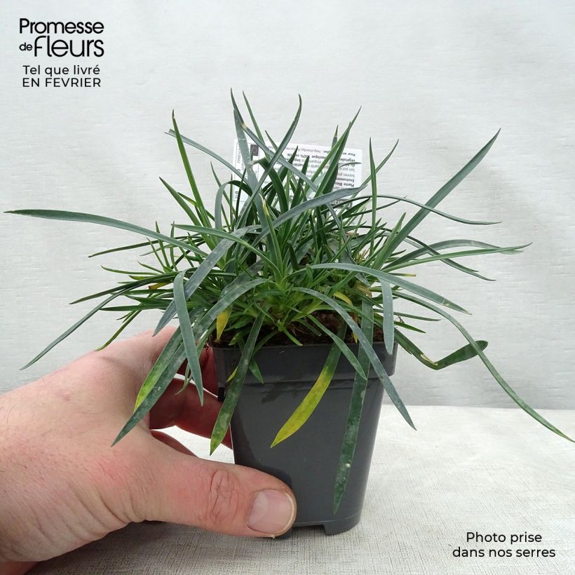 Dianthus plumarius Laced Monarch 8/9 cm pot sample as delivered in winter