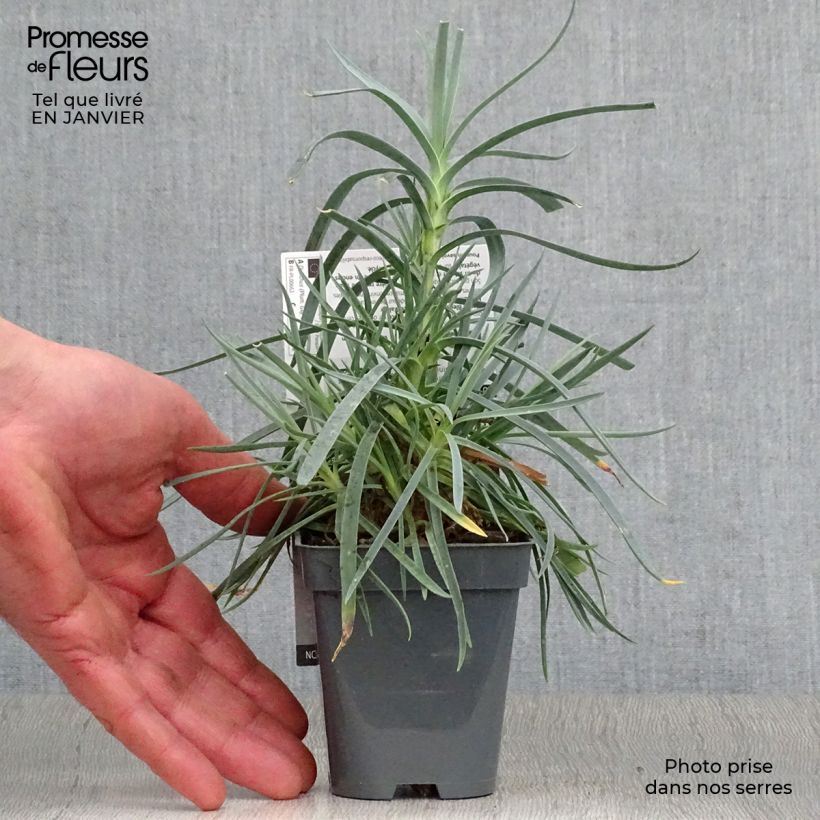 Dianthus plumarius Lady in Red 8/9 cm pot sample as delivered in winter