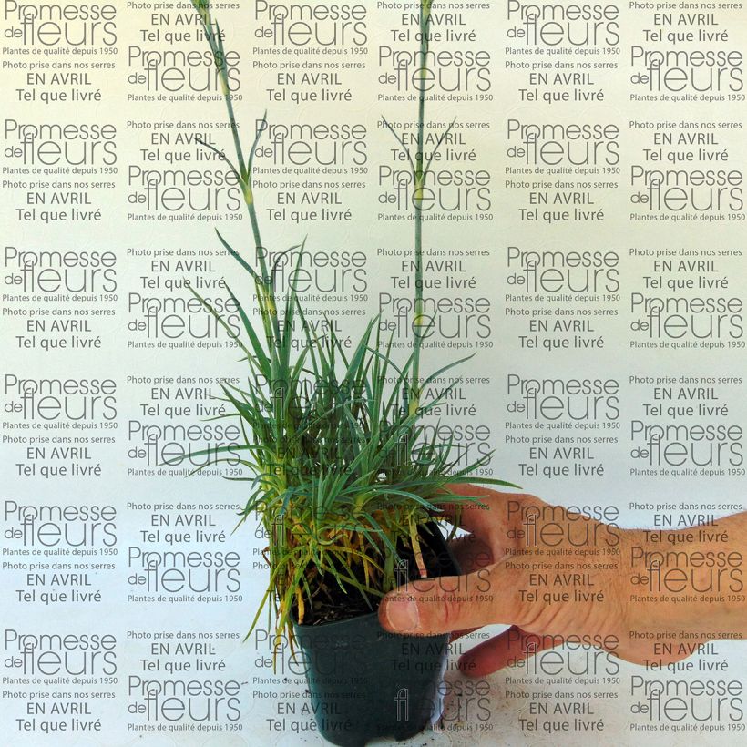 Example of Dianthus plumarius Letitia Wyatt 8/9 cm pot specimen as delivered