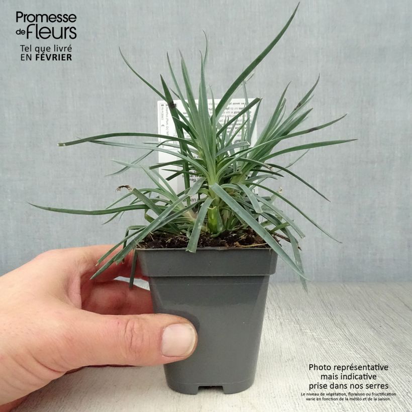 Dianthus plumarius Lily the Pink 8/9 cm pot sample as delivered in winter