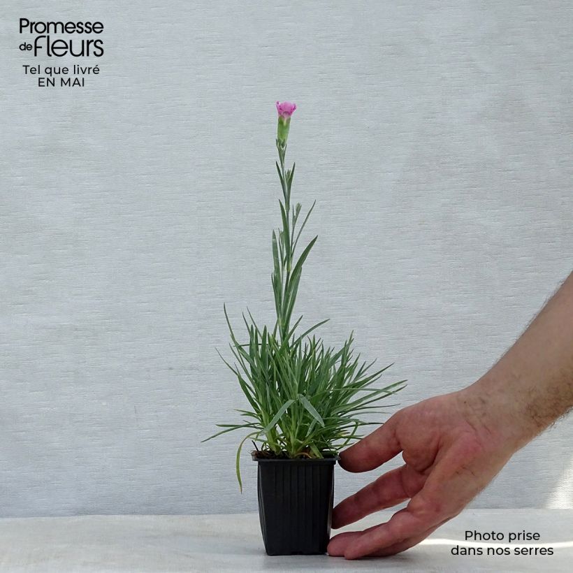 Dianthus plumarius Moulin Rouge 7/8 cm pot sample as delivered in spring