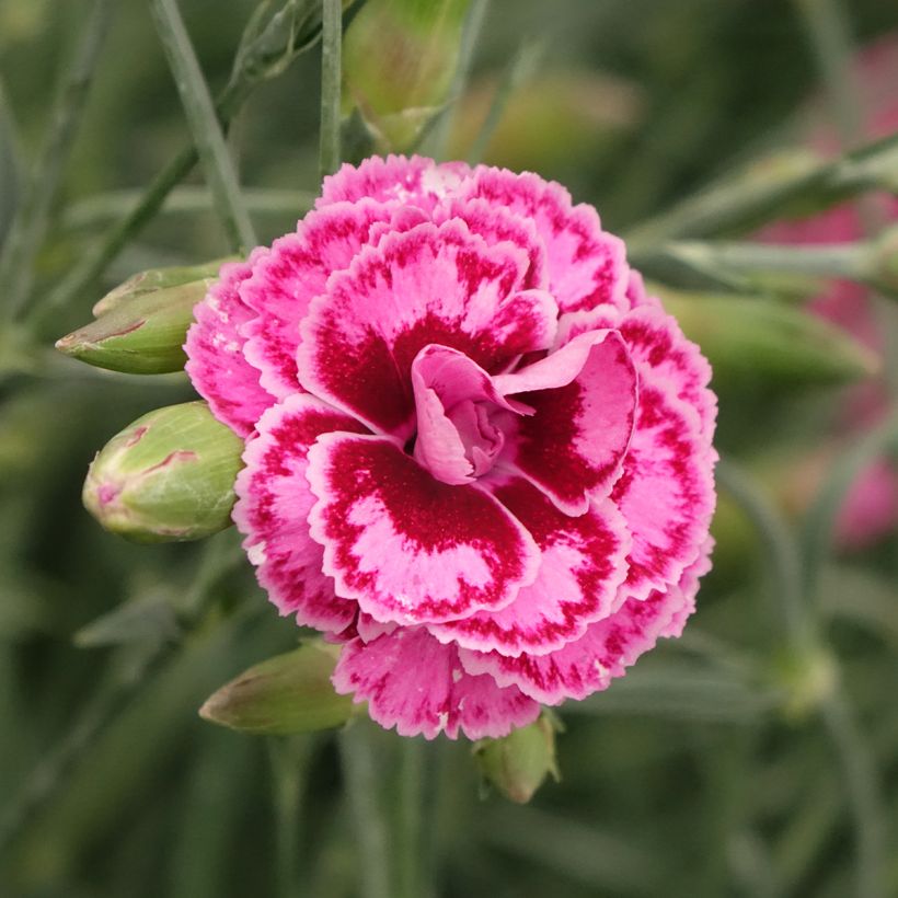Dianthus plumarius Moulin Rouge (Flowering)