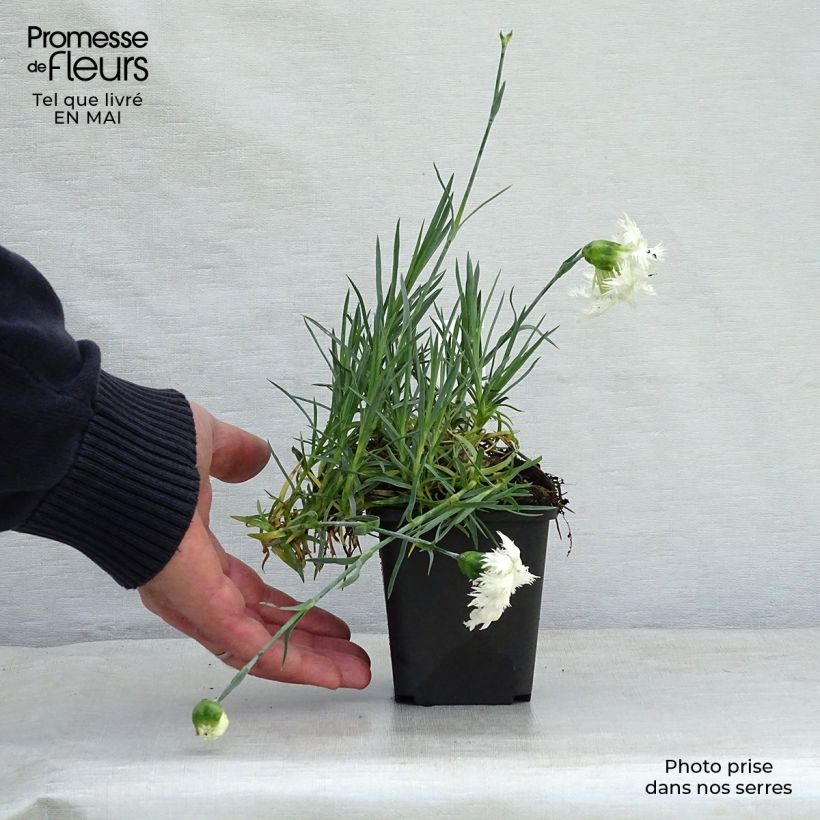 Dianthus plumarius Mrs Sinkins 8/9 cm pot sample as delivered in spring