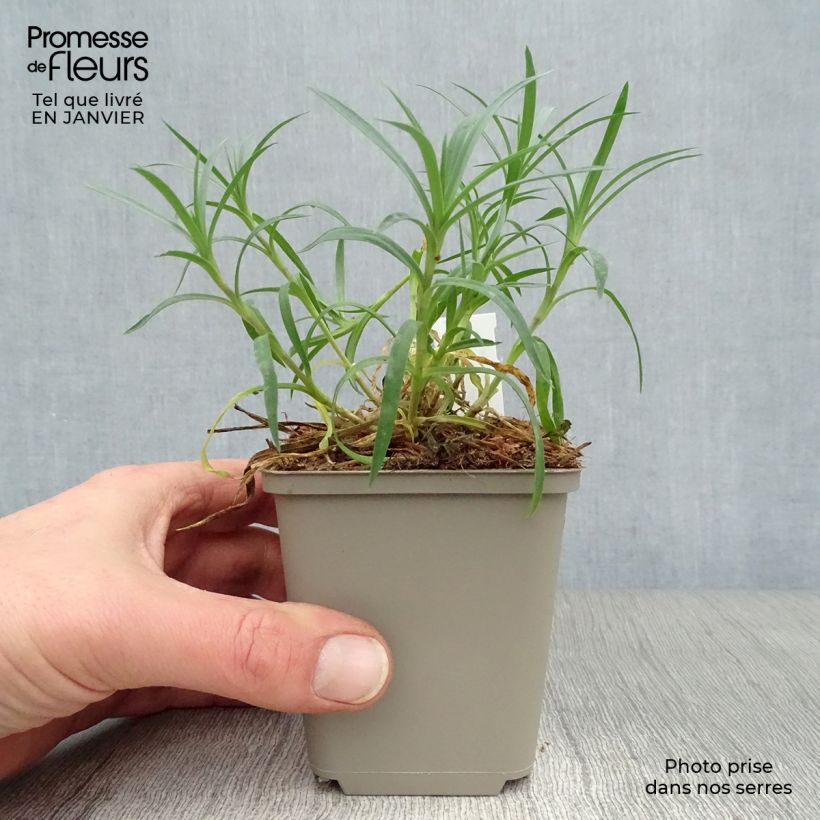 Dianthus plumarius Mrs Sinkins 8/9 cm pot sample as delivered in winter