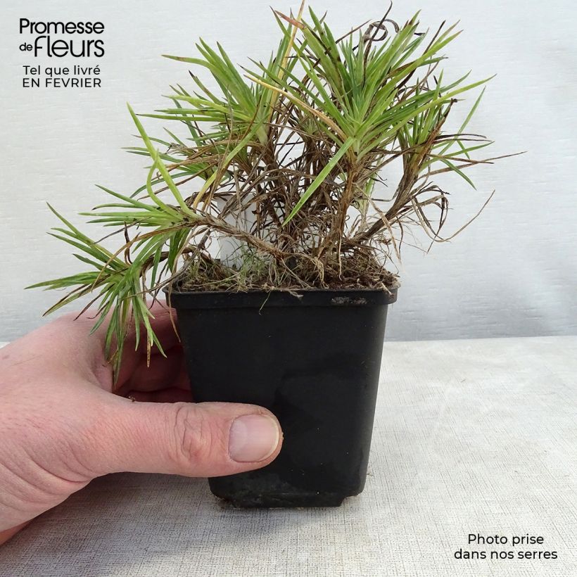 Dianthus plumarius Munot 8/9 cm pot sample as delivered in winter