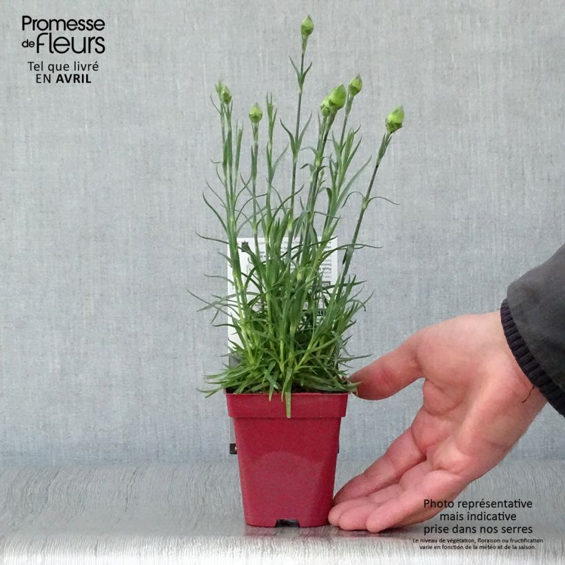 Dianthus plumarius Passion Hot Red 8/9 cm pot sample as delivered in spring