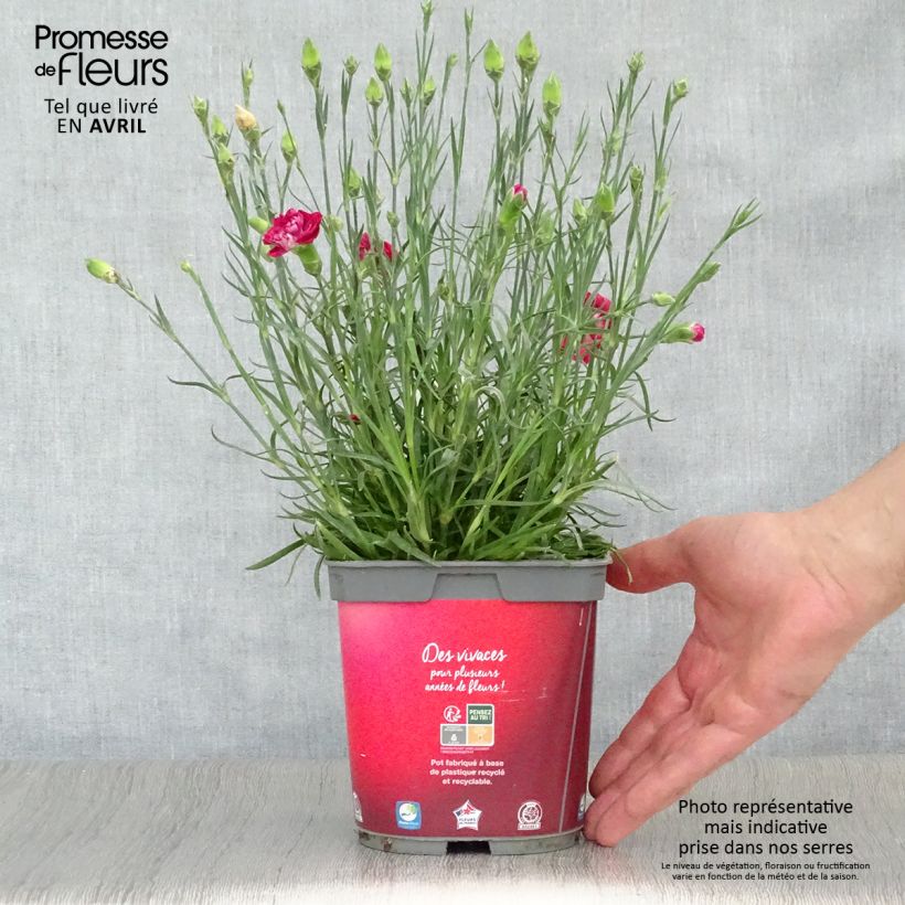 Dianthus plumarius Passion Hot Red 2L/3L pot sample as delivered in spring