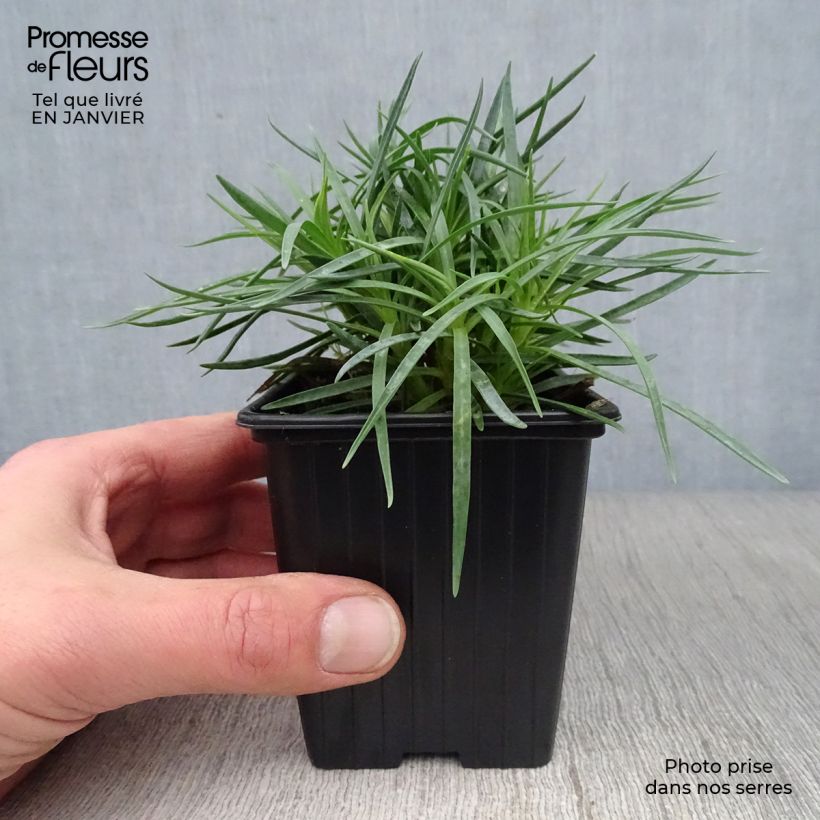 Dianthus plumarius Scent First Iced Gem 7/8 cm pot sample as delivered in winter