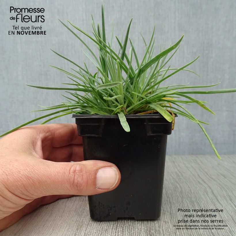 Dianthus plumarius Scent First Romance 7/8 cm pot sample as delivered in autumn