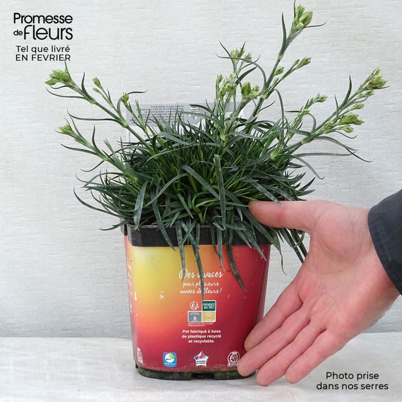 Dianthus plumarius Scent First Romance 2L/3L pot sample as delivered in winter