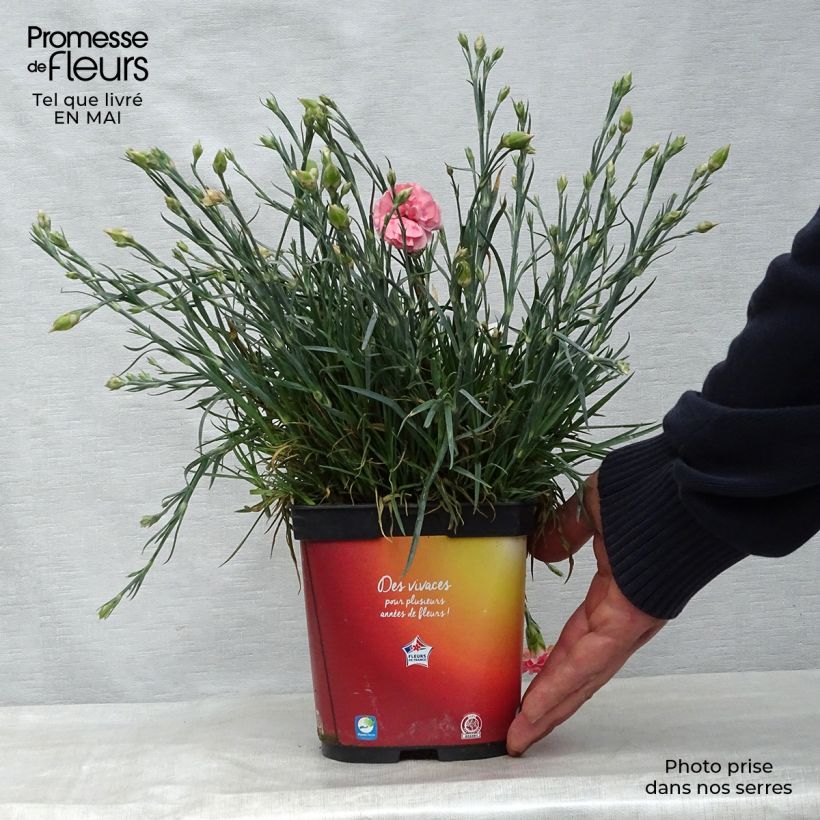 Dianthus plumarius Scent First Romance 2L/3L pot sample as delivered in spring