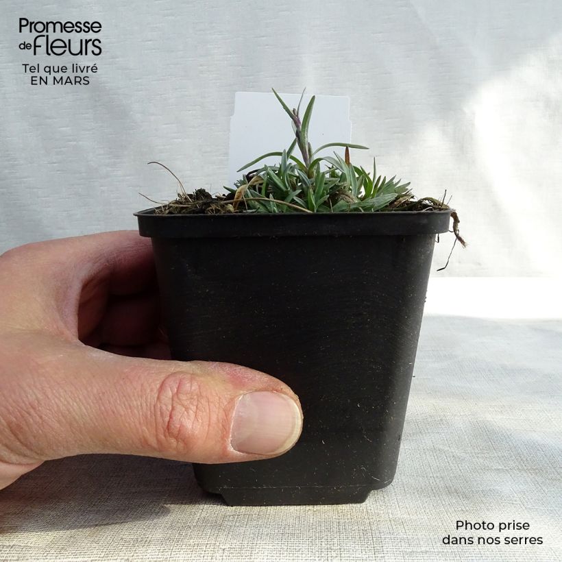 Dianthus plumarius Warden Hybrid 8/9 cm pot sample as delivered in spring