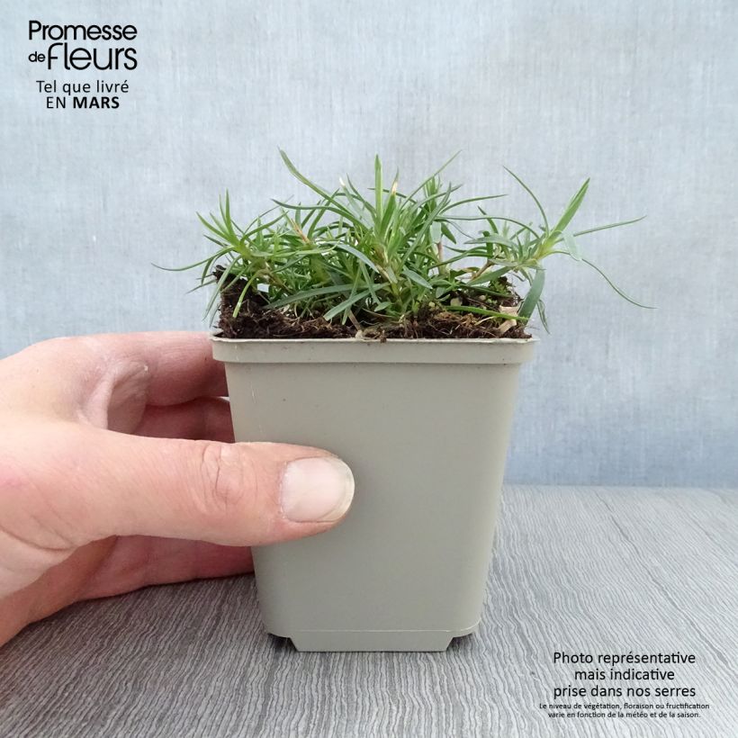 Dianthus spiculifolius 8/9 cm pot sample as delivered in spring