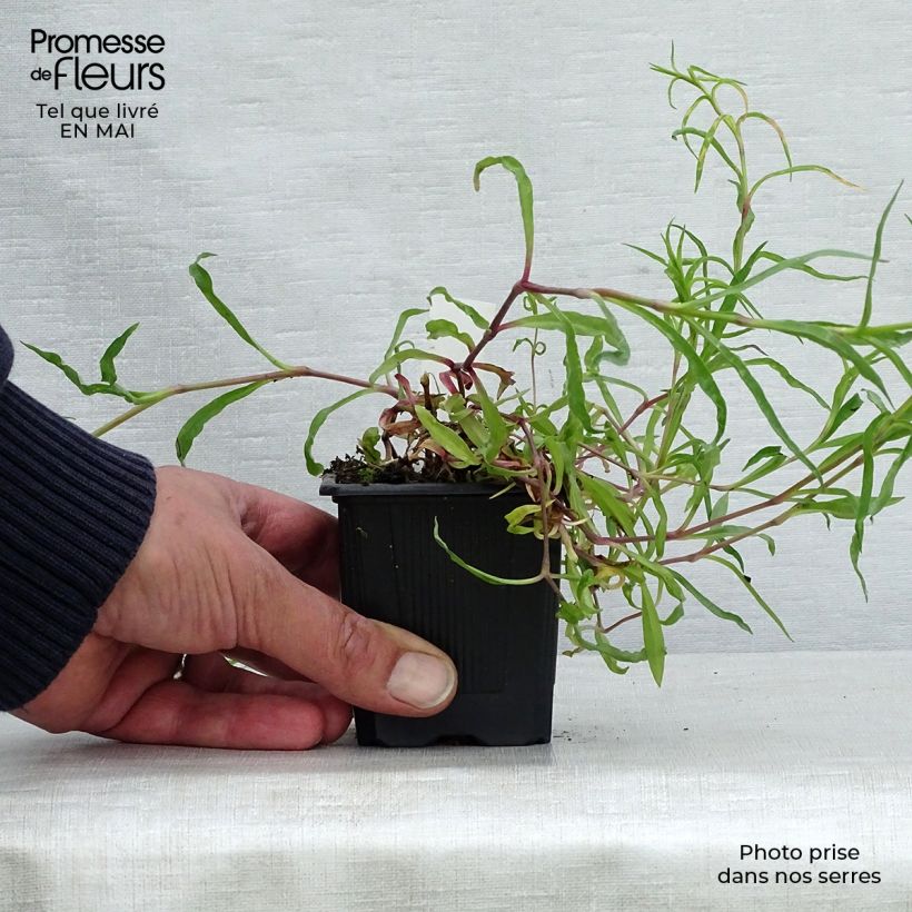 Dianthus superbus 8/9 cm pot sample as delivered in spring