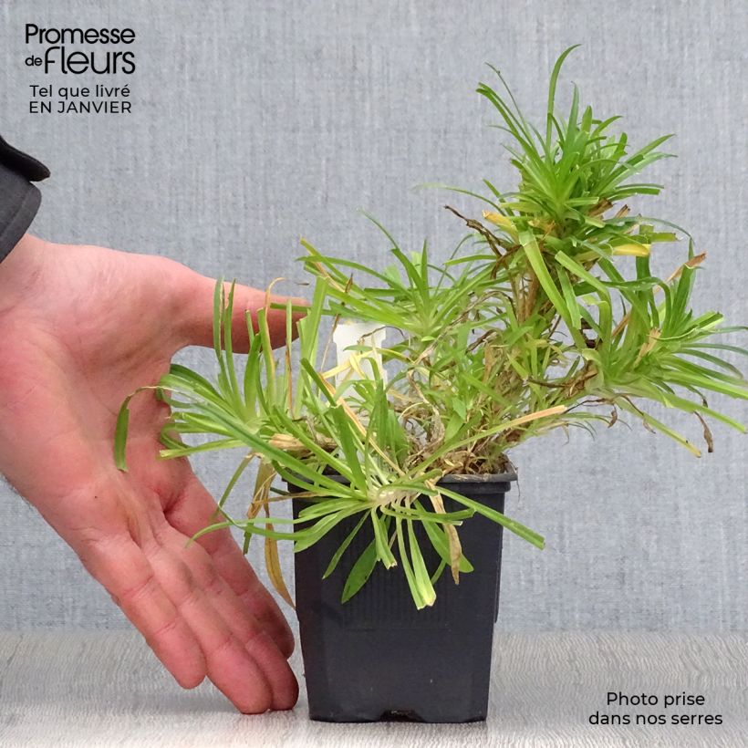 Dianthus superbus 8/9 cm pot sample as delivered in winter