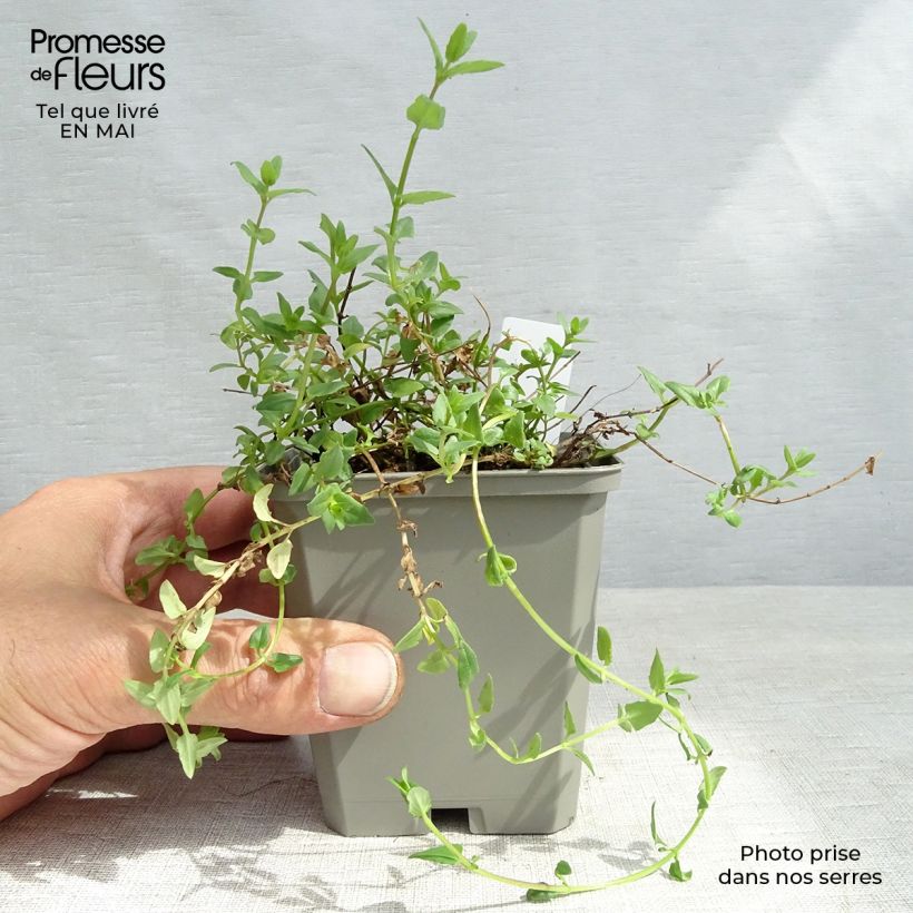 Diascia barberae Ruby Field 8/9 cm pot sample as delivered in spring