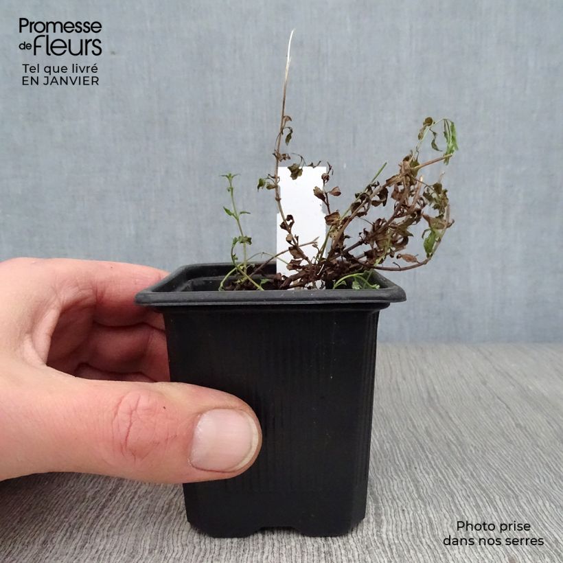 Diascia barberae Ruby Field 8/9 cm pot sample as delivered in winter