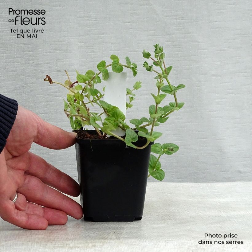 Diascia fetcaniensis 8/9 cm pot sample as delivered in spring