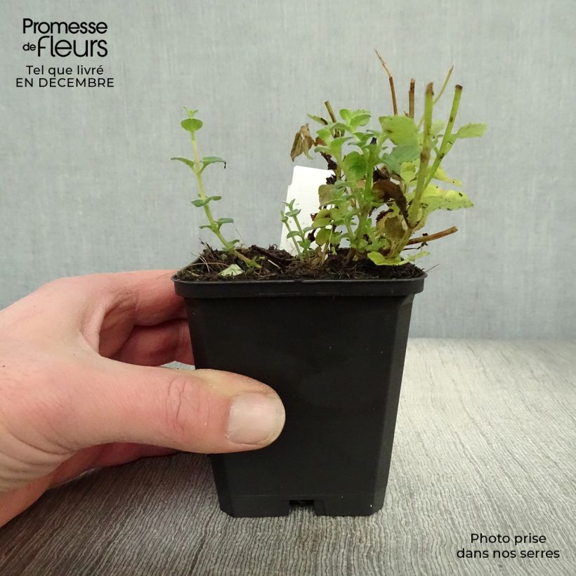 Diascia fetcaniensis 8/9 cm pot sample as delivered in winter