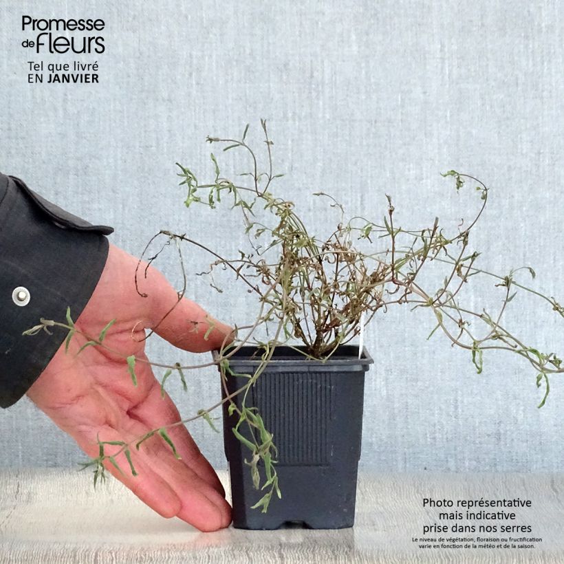 Diascia integerrima 8/9 cm pot sample as delivered in winter