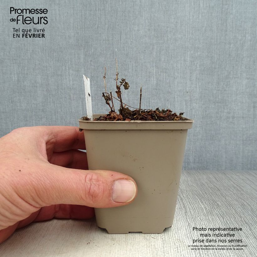 Diascia vigilis 8/9 cm pot sample as delivered in winter