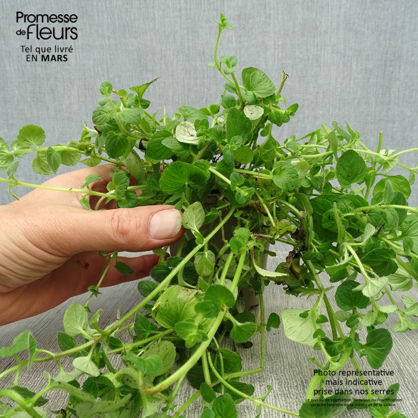 Diascia vigilis 8/9 cm pot sample as delivered in spring