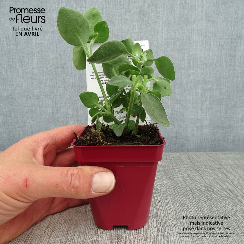 Dicliptera squarrosa - Tree Fern 8/9 cm pot sample as delivered in spring