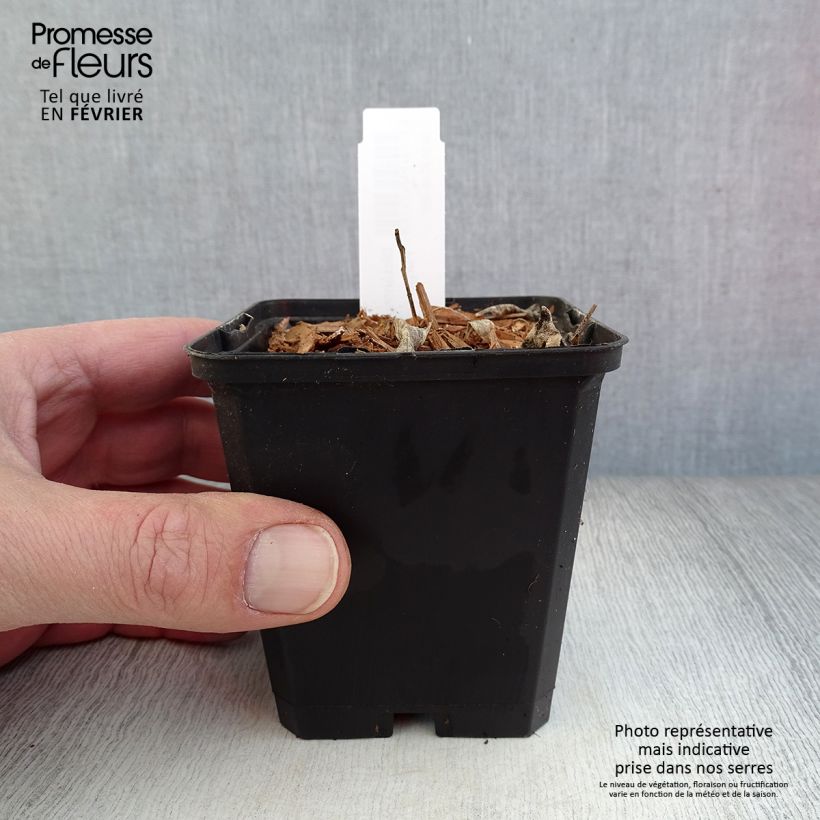 Dictamnus albus var. purpureus - Dittany 8/9 cm pot sample as delivered in winter