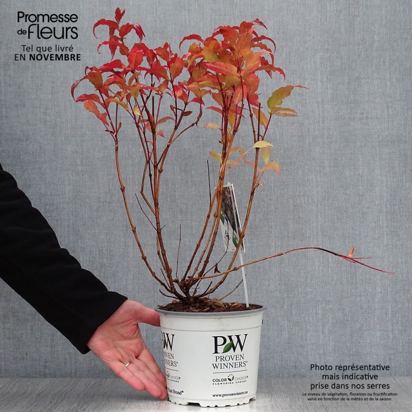 Diervilla splendens Kodiak Red 2L/3L pot sample as delivered in autumn