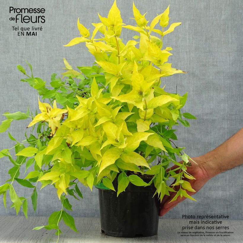 Diervilla rivularis Honeybee 2L/3L pot sample as delivered in spring