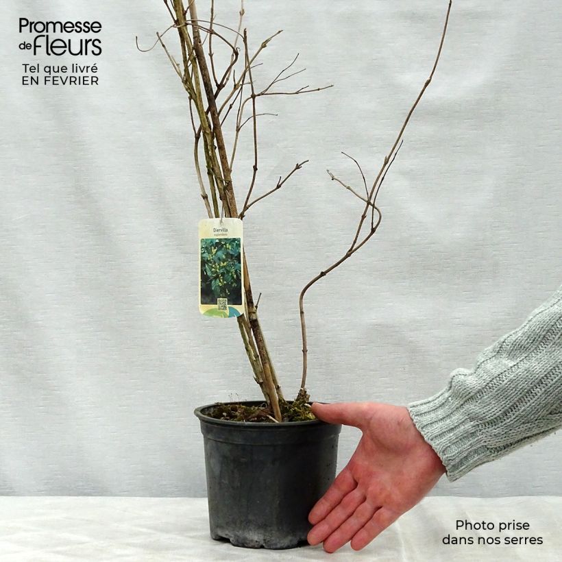 Diervilla splendens 2L/3L pot sample as delivered in winter