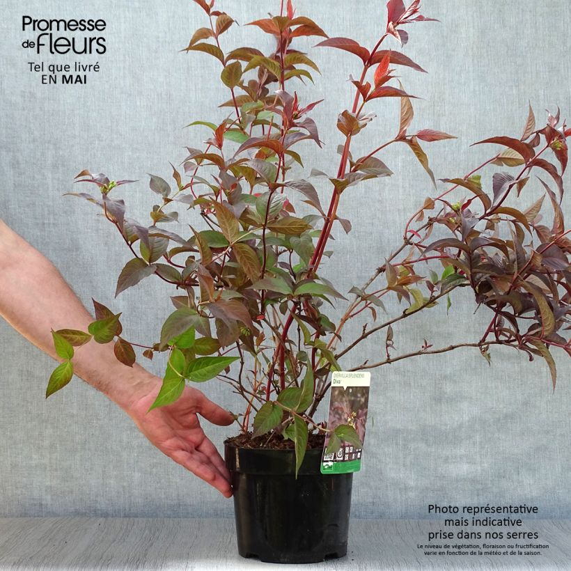 Diervilla splendens Diva 3L/4L pot sample as delivered in spring