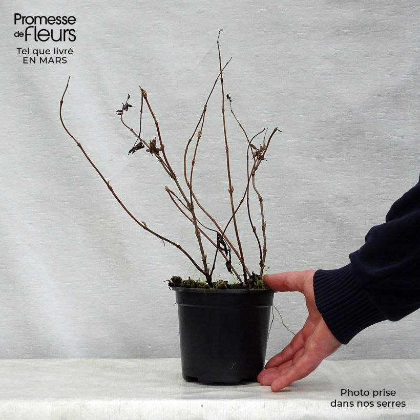 Diervilla splendens 8/9 cm pot sample as delivered in spring