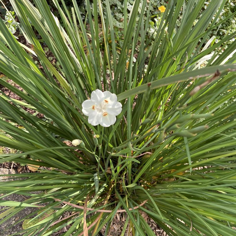 Dietes bicolor (Plant habit)