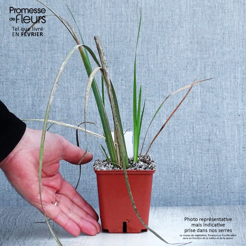 Dietes bicolor 8/9 cm pot sample as delivered in winter