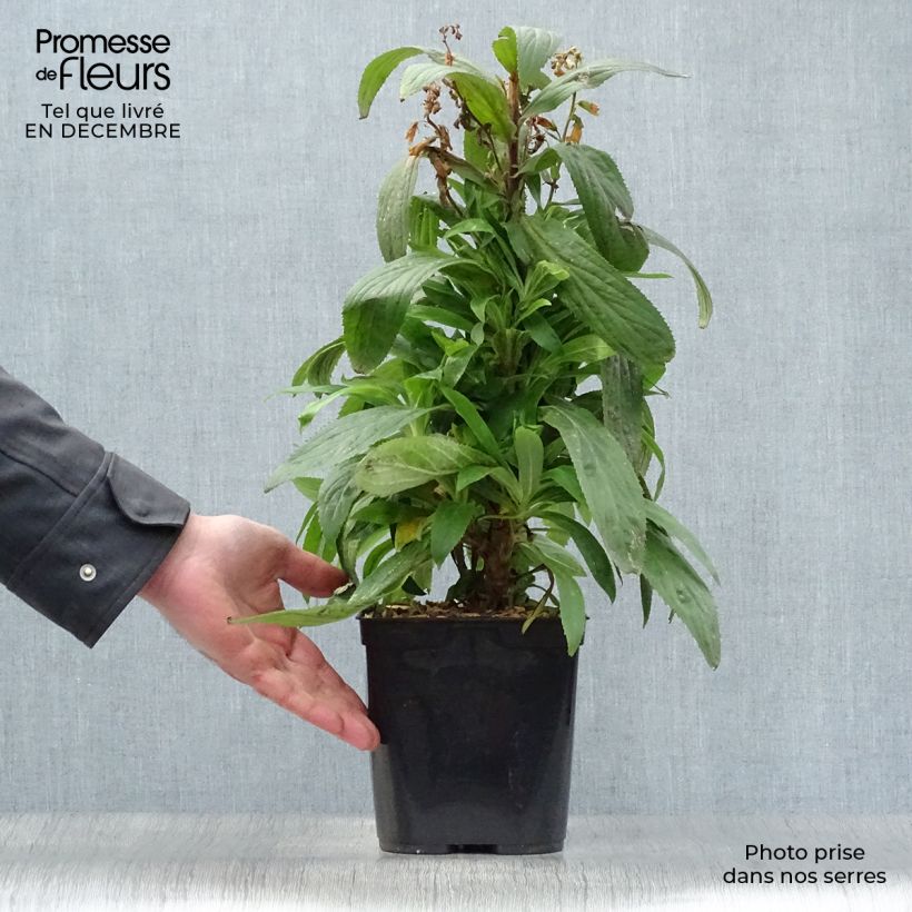 Digitalis valinii Firecracker - Foxglove 2L/3L pot sample as delivered in winter