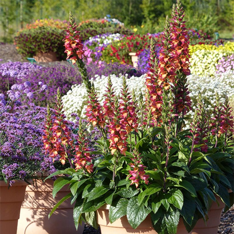 Digitalis valinii Illumination Flame - Foxglove (Plant habit)