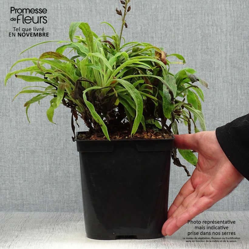 Digitalis valinii Illumination Raspberry - Foxglove 2L/3L pot sample as delivered in autumn