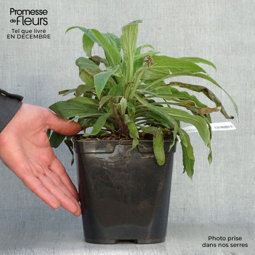 Digitalis valinii Illumination Raspberry - Foxglove 2L/3L pot sample as delivered in winter