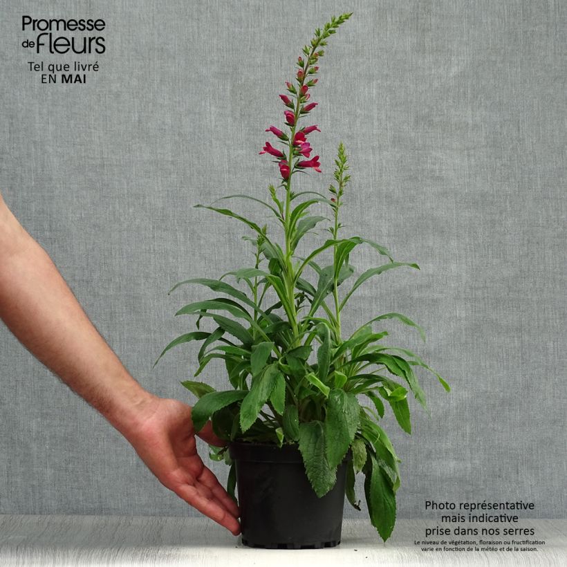 Digitalis valinii Illumination Raspberry - Foxglove 2L/3L pot sample as delivered in spring